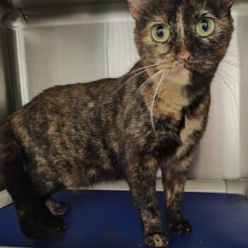 Rescue Domestic Short Hair Cats for Adoption in Wahpeton, North Dakota - Tafty | PetCurious