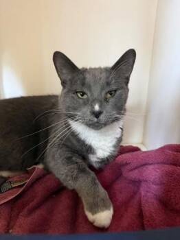 Octavia -  Domestic Medium Hair Cat for Adoption in Harbor Springs, Michigan - Octavia | PetCurious