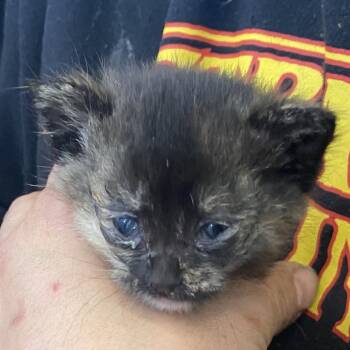 Domestic Short Hair Cats Available for Adoption in Harrisonburg, Virginia - 70784 | PetCurious