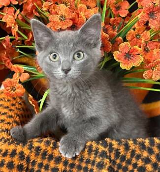 4/30/26 Stone -  Domestic Short Hair Cat for Adoption in Stillwater, Oklahoma - 4/30/26 Stone | PetCurious