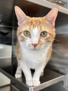 Domestic Short Hair Cats Available for Adoption in New Kensington, Pennsylvania - Kaa | PetCurious