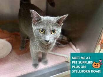 FRANCIS -  Domestic Short Hair Cat for Adoption in Fort Wayne, Indiana - FRANCIS | PetCurious