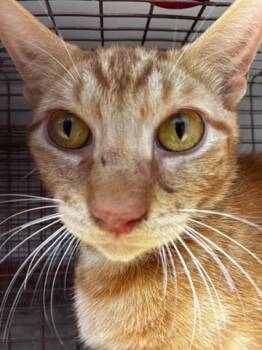 Domestic Short Hair Cats Available for Adoption in Houston, Texas - A655904 | PetCurious
