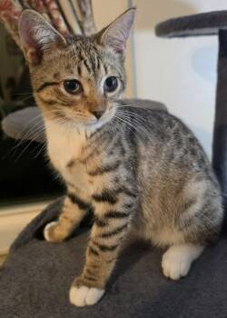 Randall -  Domestic Short Hair Cat for Adoption in Belchertown, Massachusetts - Randall | PetCurious
