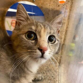 Domestic Short Hair Cats Available for Adoption in Memphis, Tennessee - Garden | PetCurious