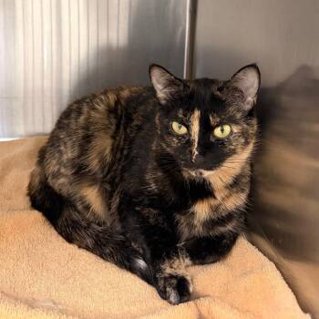 Domestic Short Hair Cats Available for Adoption - Lanie | PetCurious