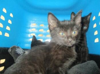 A388842 -  Domestic Short Hair Cat for Adoption in Ocala, Florida - A388842 | PetCurious