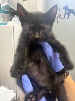 Batman -  Domestic Short Hair Cat for Adoption in Pomona, New York - Batman | PetCurious