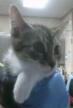 A920544 -  Domestic Short Hair Cat for Adoption in Sacramento, California - A920544 | PetCurious