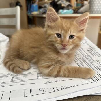 Erik -  Domestic Short Hair Cat for Adoption in Dekalb, Illinois - Erik | PetCurious