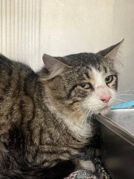 Domestic Medium Hair Cats Available for Adoption in Disputanta, Virginia - Nater | PetCurious