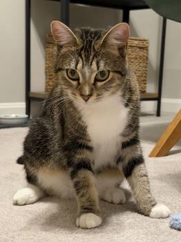 Domestic Short Hair Cats Available for Adoption - Meggie | PetCurious