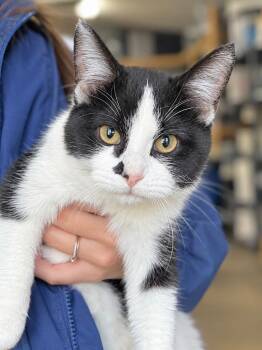 Kanga -  Domestic Short Hair Cat for Adoption in Menomonie, Wisconsin - Kanga | PetCurious
