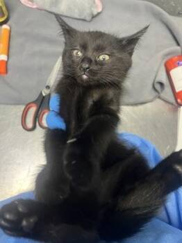 Cabernet Sauvignon -  Domestic Short Hair Cat for Adoption in Fort Worth, Texas - Cabernet Sauvignon | PetCurious