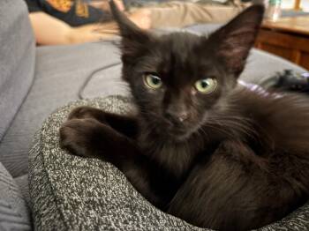 Starling -  Domestic Medium Hair Cat for Adoption in Youngtown, Arizona - Starling | PetCurious