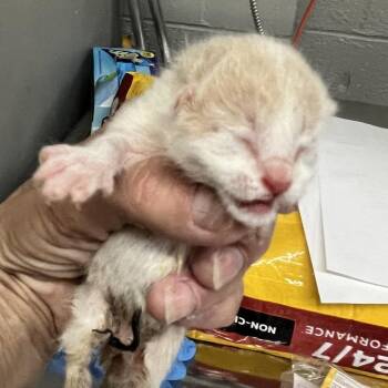 Rambutan -  Domestic Short Hair Cat for Adoption in St. Louis, Missouri - Rambutan | PetCurious