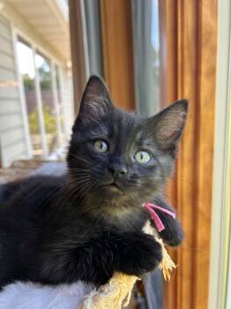 Kristin -  Domestic Short Hair and Tabby Cat for Adoption in Skyline, Minnesota - Kristin | PetCurious