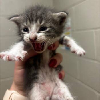 Nancy -  Domestic Short Hair Cat for Adoption in Bristol, Indiana - Nancy | PetCurious