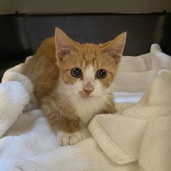 Chucky -  Domestic Short Hair Cat for Adoption in Pasadena, California - Chucky | PetCurious