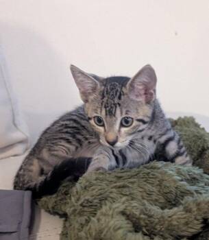 Laezel -  Tabby Cat for Adoption in Ocala, Florida - Laezel | PetCurious