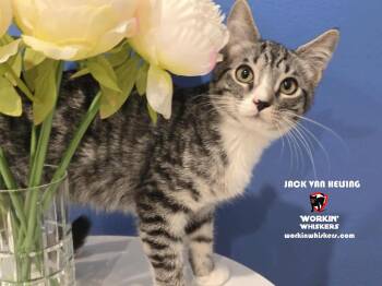 Rescue Tabby and Tiger Cats for Adoption in Hemet, California - JACK VAN HELSING | PetCurious