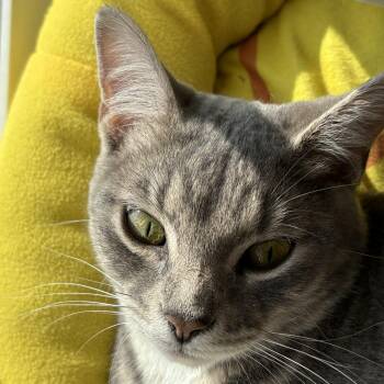 Rescue Domestic Short Hair Cats for Adoption in Kenosha, Wisconsin - Hillary & Harper **Bonded Pair** | PetCurious