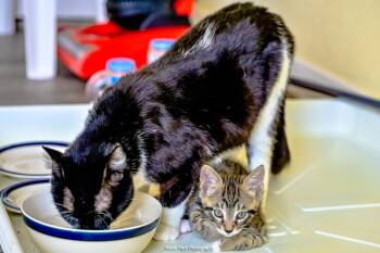 Lilo -  Domestic Short Hair Cat Available for Adoption in Green Valley, Arizona - Lilo | PetCurious