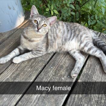 Rescue Domestic Short Hair Cats for Adoption in Brownsboro, Alabama - Macy Cowan | PetCurious