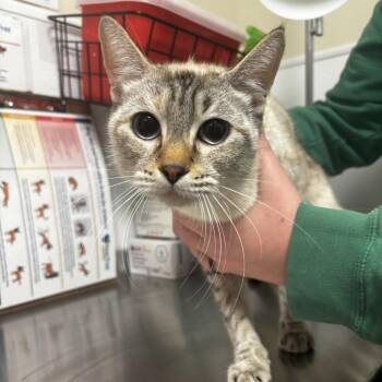 Siamese Cats Available for Adoption in Tulsa, Oklahoma - Alley | PetCurious