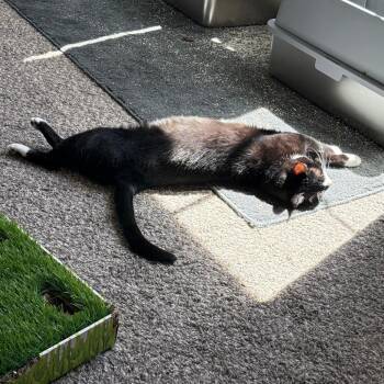 Frankie -  Domestic Short Hair Cat for Adoption in Reno, Nevada - Frankie | PetCurious