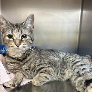 Ford -  Domestic Short Hair Cat for Adoption in Bristol, Indiana - Ford | PetCurious