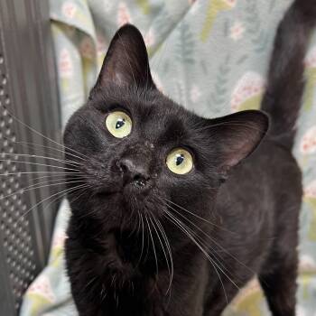 Blackjack -  Domestic Short Hair Cat for Adoption in Fairmont, Minnesota - Blackjack | PetCurious