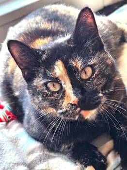 American Shorthair Cats Available for Adoption - Sassy (SH) | PetCurious