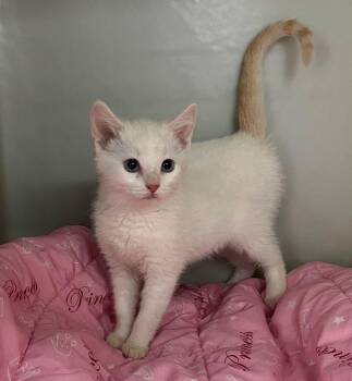 Domestic Short Hair Cats Available for Adoption - Irene | PetCurious