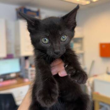 Gumption 22 -  Domestic Short Hair Cat for Adoption in Austin, Texas - Gumption 22 | PetCurious