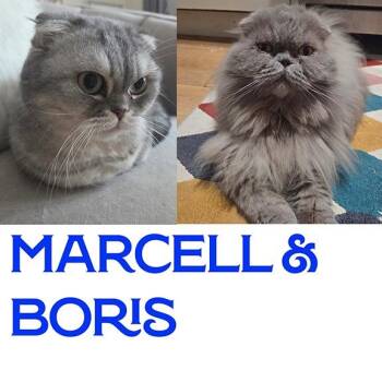 Boris and Marcel: Courtesy Post -  Scottish Fold Cat for Adoption in New York, New York - Boris And Marcel: Courtesy Post | PetCurious