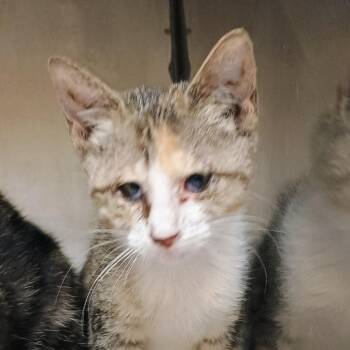 Biscuit -  Domestic Short Hair Cat for Adoption in Palestine, Texas - Biscuit | PetCurious