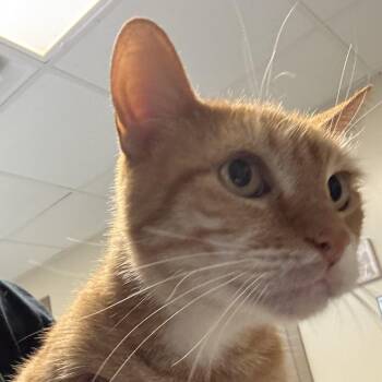 Moops -  Domestic Short Hair Cat for Adoption in Baltimore, Maryland - Moops | PetCurious