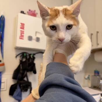 Aaron -  Domestic Short Hair Cat for Adoption in Rifle, Colorado - Aaron | PetCurious