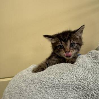 Drambuie -  Domestic Short Hair Cat for Adoption in Richmond, Virginia - Drambuie | PetCurious
