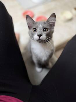 Bam Bam -  Domestic Medium Hair Cat for Adoption in Seven Valleys, Pennsylvania - Bam Bam | PetCurious