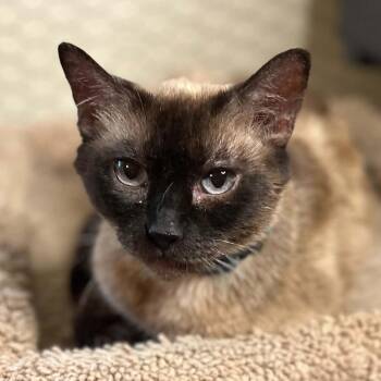 Twinkle -  Domestic Short Hair Cat for Adoption in Portland, Oregon - Twinkle | PetCurious