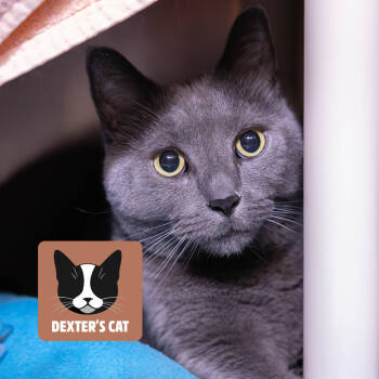 Rescue Domestic Short Hair Cats for Adoption in Mentor, Ohio - Smokey | PetCurious