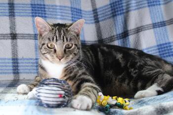 Rescue Domestic Short Hair Cats for Adoption in Union Gap, Washington - Buzz | PetCurious