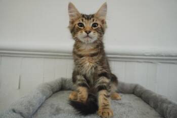 Damp Cigarette Steve -  Maine Coon and Domestic Long Hair Cat for Adoption in Chickasaw, Alabama - Damp Cigarette Steve | PetCurious