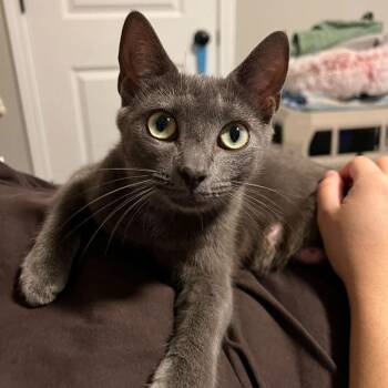 Mary Weather -  Domestic Short Hair Cat for Adoption in Biltmore Forest, North Carolina - Mary Weather | PetCurious
