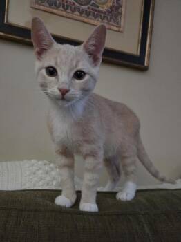 Tabby and Domestic Short Hair Cats Available for Adoption - Hubert | PetCurious