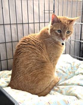 Domestic Short Hair Cats Available for Adoption in Ogden, Utah - Waffles | PetCurious
