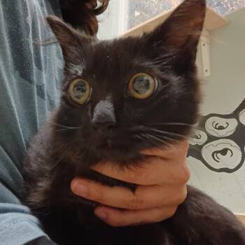 Verrill kitten 3 -  Domestic Short Hair Cat for Adoption in Titusville, Florida - Verrill Kitten 3 | PetCurious