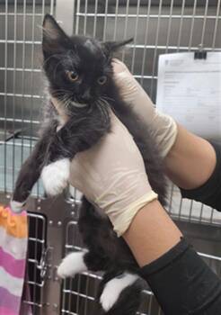 BALERION -  Domestic Short Hair Cat for Adoption in Santa Fe, New Mexico - BALERION | PetCurious